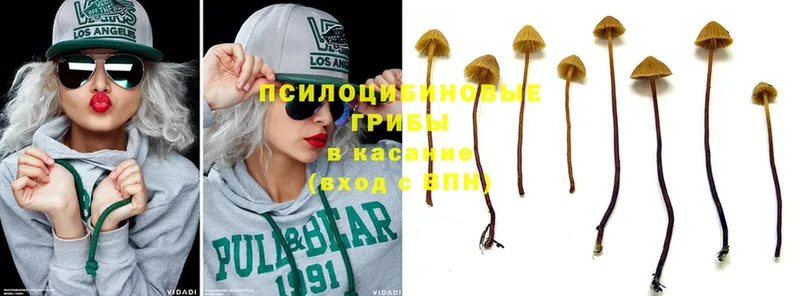 где купить   kraken ТОР  Псилоцибиновые грибы Psilocybine cubensis  Ейск 